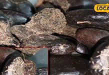 लीवर में इन्फेक्शन हो या सांस की बीमारी, दूध के साथ इस चीज का करें सेवन