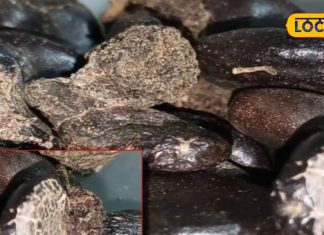 लीवर में इन्फेक्शन हो या सांस की बीमारी, दूध के साथ इस चीज का करें सेवन