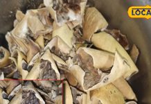 निमोनिया हो या मूत्र संबंधी समस्या, महिलाओं की इन बीमारी में कारगर है ये फल