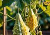 bitter gourd benefits for diabetes vegetable good for kidney liver treatment at home – Bharat.one हिंदी