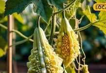 bitter gourd benefits for diabetes vegetable good for kidney liver treatment at home – Bharat.one हिंदी