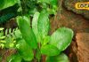 These five plants will keep you away from diseases, these plants growing in pots are free doctors – Bharat.one हिंदी