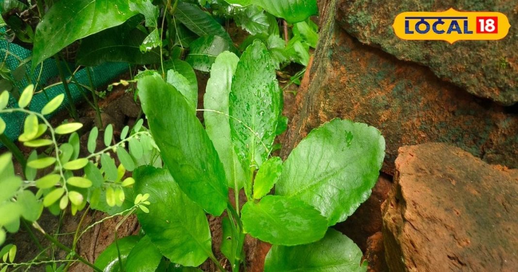 These five plants will keep you away from diseases, these plants growing in pots are free doctors – Bharat.one हिंदी
