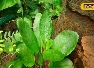 These five plants will keep you away from diseases, these plants growing in pots are free doctors – Bharat.one हिंदी