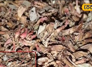 what is dhataki use of red bell bush How is beneficial in summer diseases – Bharat.one हिंदी