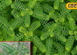 how to use roasted Amla for health treatment of malaria or fever of 120 diseases like urinary disease – Bharat.one हिंदी