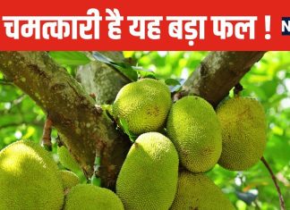 यह है दुनिया का सबसे बड़ा फल ! 54 किलो तक हो सकता है वजन, इसे सब्जी समझकर खा रहे लोग
