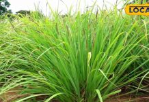कमाल की है ये हरे रंग वाली घास, राजस्थान में यहां पहली बार शुरु हुई इसकी खेती