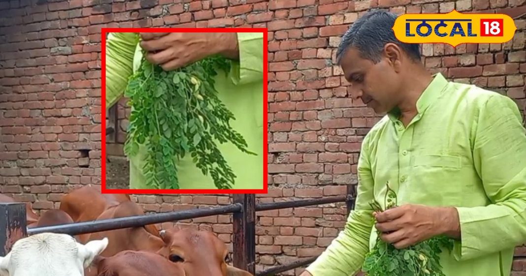 गायों के लिए रामबाण है हरा चारा! बीमारियां होती दूर तो दूध मिलता भरपूर