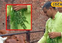गायों के लिए रामबाण है हरा चारा! बीमारियां होती दूर तो दूध मिलता भरपूर