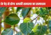 आर्थिक संकट हो या फिर कुंडली का ग्रह दोष, पीपल के पेड़ से दूर होगी आपकी हर समस्या! जान लें ज्योतिष उपाय