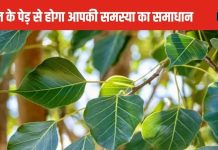 आर्थिक संकट हो या फिर कुंडली का ग्रह दोष, पीपल के पेड़ से दूर होगी आपकी हर समस्या! जान लें ज्योतिष उपाय