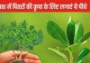 Pitru Paksha 2024: पितृपक्ष के दौरान घर में लगाएं ये पौधा, पितर खुश होकर देंगे आशीर्वाद