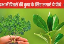 Pitru Paksha 2024: पितृपक्ष के दौरान घर में लगाएं ये पौधा, पितर खुश होकर देंगे आशीर्वाद