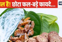 बदन का दर्द चूस लेगा यह छोटा सा फल! पेट के लिए रामबाण औषधि, पूजा-पाठ में होता अधिक यूज, जानें 5 बड़े फायदे