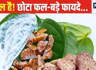 बदन का दर्द चूस लेगा यह छोटा सा फल! पेट के लिए रामबाण औषधि, पूजा-पाठ में होता अधिक यूज, जानें 5 बड़े फायदे