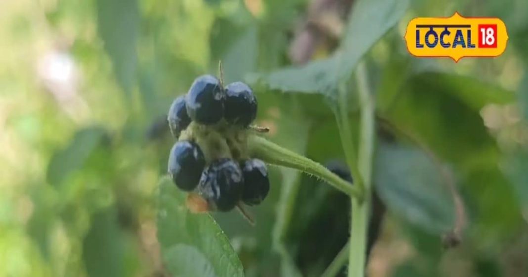 32 बीमारियों में काम आता है ये पौधा, जड़ से लेकर फूल तक में जादुई गुण! एक्सपर्ट से जानिए फायदे