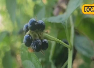 32 बीमारियों में काम आता है ये पौधा, जड़ से लेकर फूल तक में जादुई गुण! एक्सपर्ट से जानिए फायदे