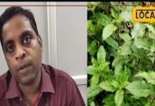 डिप्रेशन से लेकर पेट की बीमारियों को ठीक कर सकती है ये पत्तियां, एक्सपर्ट से जानें कैसे करें इसका प्रयोग