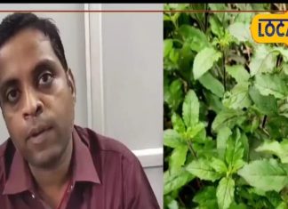 डिप्रेशन से लेकर पेट की बीमारियों को ठीक कर सकती है ये पत्तियां, एक्सपर्ट से जानें कैसे करें इसका प्रयोग