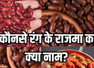 भारत में कितने तरह के होते हैं राजमा? जानें कौन सबसे हेल्दी और टेस्टी, खरीदने से पहले जरूर जान लें यह जरूरी बात
