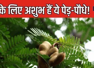 दुर्भाग्य और नकारात्मकाता लाते हैं ये 5 पेड़-पौधे, आज ही करें घर से बाहर, बन सकते हैं आपकी परेशानी की वजह