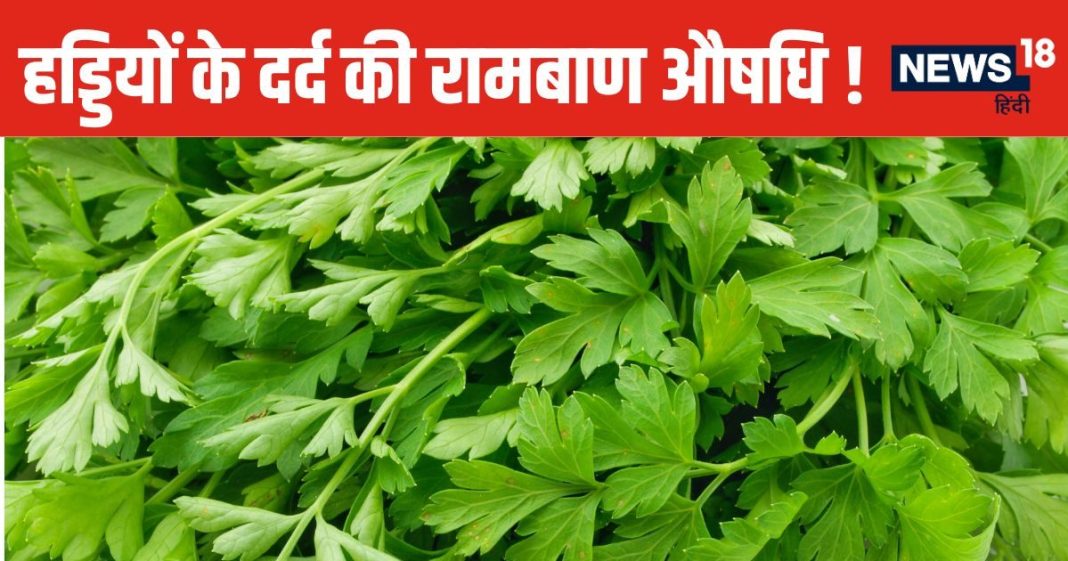 आउट ऑफ कंट्रोल हो रहा हड्डियों का दर्द, सुबह-सुबह चबाना शुरू कर दें ये 5 पत्तियां, यूरिक एसिड का बज सकता है बैंड