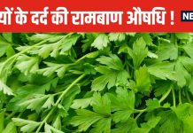 आउट ऑफ कंट्रोल हो रहा हड्डियों का दर्द, सुबह-सुबह चबाना शुरू कर दें ये 5 पत्तियां, यूरिक एसिड का बज सकता है बैंड