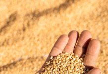 गेहूं पिसाने से पहले मिला दें ये दो चीज, ब्लड शुगर होगा कंट्रोल, बढ़ेगी रोटी की पौष्टिकता