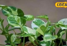 अगर घर पर लगा है ये पौधा तो भूलकर भी शुक्रवार को ना करें कटिंग, नहीं तो आ सकता है संकट -if-you-have-planted-this-plant-at-home-then-do-not-cut-it-on-friday-otherwise-you-will-trouble