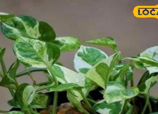 अगर घर पर लगा है ये पौधा तो भूलकर भी शुक्रवार को ना करें कटिंग, नहीं तो आ सकता है संकट -if-you-have-planted-this-plant-at-home-then-do-not-cut-it-on-friday-otherwise-you-will-trouble