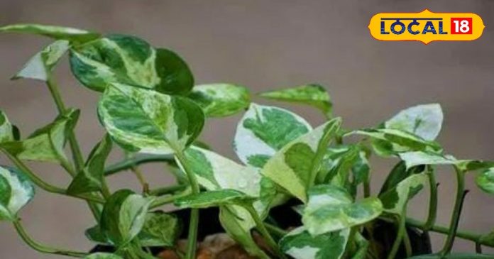 अगर घर पर लगा है ये पौधा तो भूलकर भी