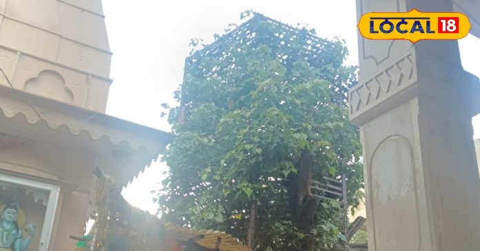 इस दुर्लभ पेड़ के नीचे आराम करते थे श्रीकृष्ण, लोग