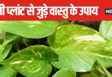 ईशान कोण में लगा लिया है मनी प्लांट? घर की सही दिशा में लगा कर दूर करें वास्तु दोष, आर्थिक तंगी से मिलेगी राहत