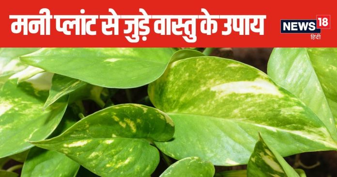ईशान कोण में लगा लिया है मनी प्लांट? घर की