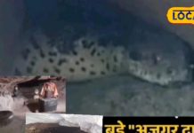 एक ऐसा मंदिर जहां सांप दिखने पर बदल जाती है किस्मत! नवरात्रि में दर्शन देते हैं ‘अजगर दादा’