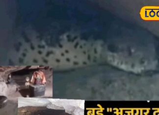 एक ऐसा मंदिर जहां सांप दिखने पर बदल जाती है किस्मत! नवरात्रि में दर्शन देते हैं ‘अजगर दादा’