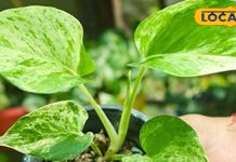 गिफ्ट में ऐसे पौधे भूलकर भी किसी को ना दें, रिश्तों में आएगी खटास; जानें कौन सा पौधा लाएगा मिठास – Bharat.one हिंदी