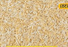 अपनी सेहत से करते हैं प्यार, तो सफेद की जगह इस चावल को खाना कर दें शुरू, गिनते रह जाएंगे फायदे