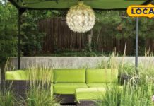 घर की इस दिशा में रखें पौधे, चारों तरफ से बरसेगी खुशहाली; परिवार के सदस्य रहेंगे स्वस्थ In home you should place small plant here