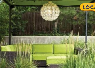 घर की इस दिशा में रखें पौधे, चारों तरफ से बरसेगी खुशहाली; परिवार के सदस्य रहेंगे स्वस्थ In home you should place small plant here