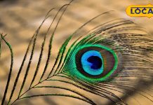 घर पर करें मोर पंख से जुड़ा यह उपाय, पैसों से भर जाएगी तिजोरी! ज्योतिषी से जानें महत्व