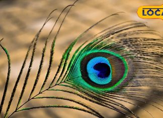 घर पर करें मोर पंख से जुड़ा यह उपाय, पैसों से भर जाएगी तिजोरी! ज्योतिषी से जानें महत्व
