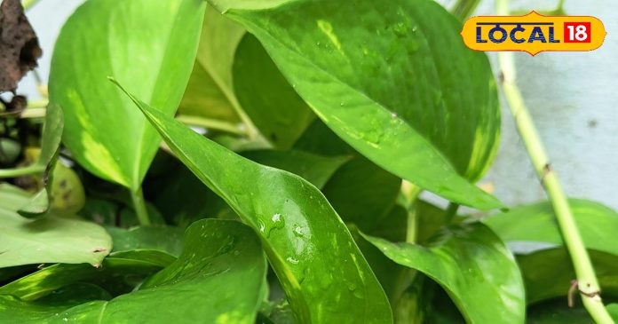 घर में इस पौधे को लगा दिया तो बरसने लगेगा