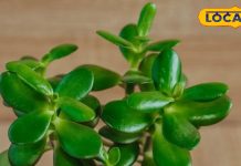 घर में चाहिए बरकत तो लगा लें ये पौधा, दो गुना रफ्तार से आने लगेगा पैसा!