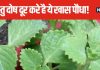 घर में लगा है वास्तु दोष? इस दिशा में लगाएं ये खास पौधा, दूर होंगे दुख-दर्द, दरिद्रता से भी मिल सकती मुक्ति