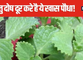घर में लगा है वास्तु दोष? इस दिशा में लगाएं ये खास पौधा, दूर होंगे दुख-दर्द, दरिद्रता से भी मिल सकती मुक्ति