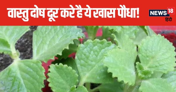 घर में लगा है वास्तु दोष? इस दिशा में लगाएं