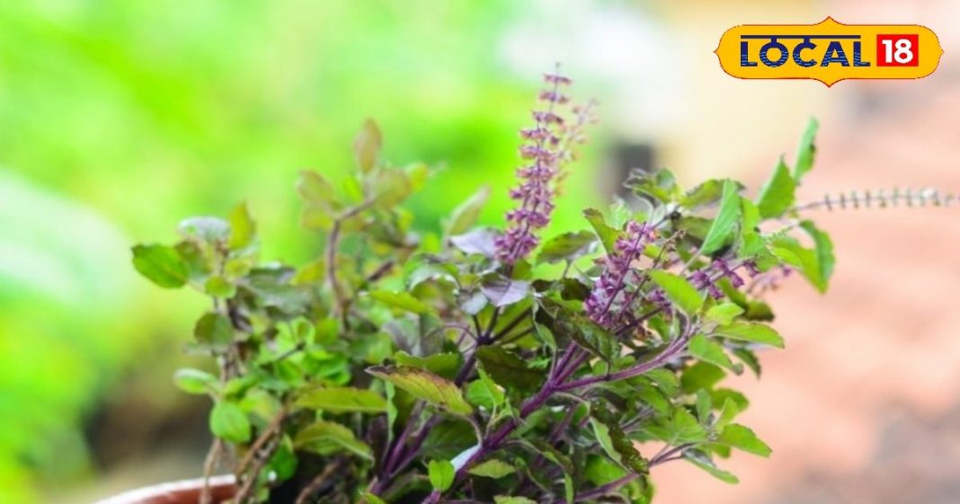 तुलसी का अचानक उगना या मुरझाना, भविष्य के लिए है संदेश, देवघर के ज्योतिषी से जानें इसके रहस्य