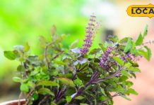 तुलसी का अचानक उगना या मुरझाना, भविष्य के लिए है संदेश, देवघर के ज्योतिषी से जानें इसके रहस्य